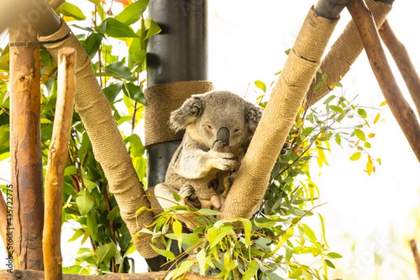Fototapeta koala in tree