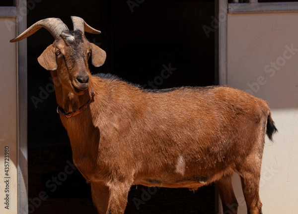 Obraz goat on the farm