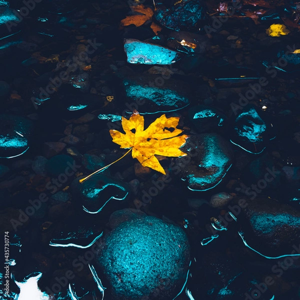 Fototapeta floating leaf