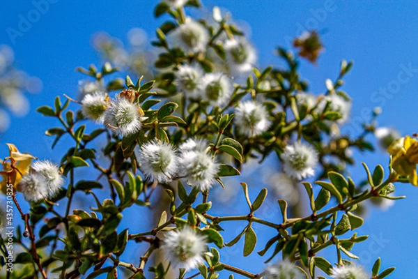 Fototapeta blossoming tree