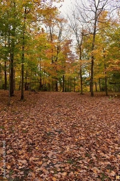 Obraz autumn leaves in the park