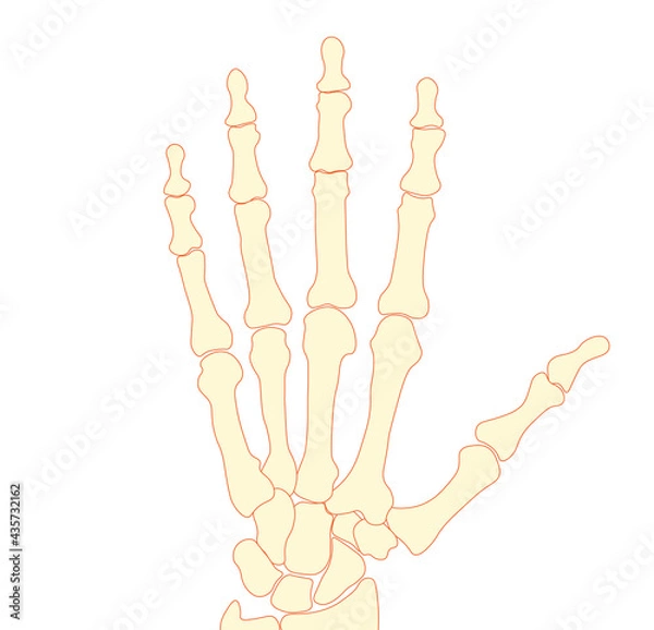Obraz Hand Bones. Left hand bones. Finger bones. 