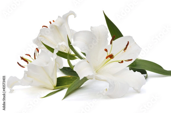 Obraz Biała lilia