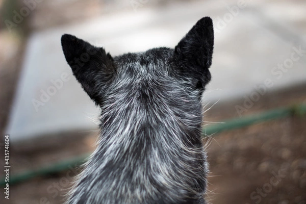 Obraz australian shepherd blue heeler from back