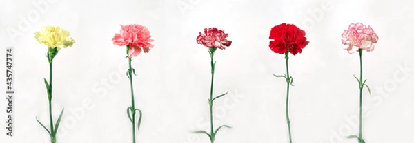 Obraz different color of carnations isolated on white background