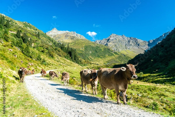 Obraz Sommer auf der Alm