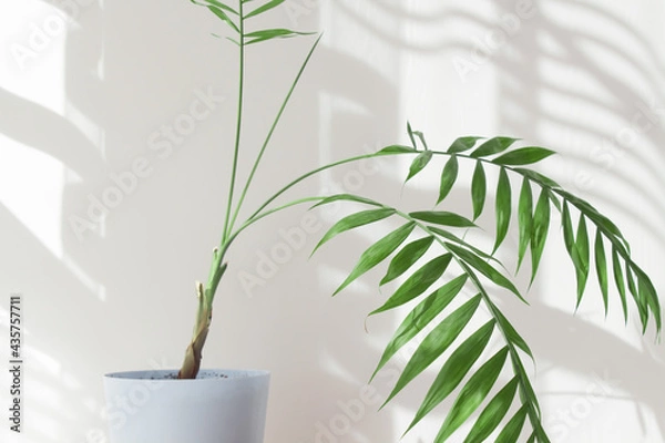 Fototapeta Palm leaves and shadows on a white wall in sunlight during the day. Minimalistic modern still life in white and green
