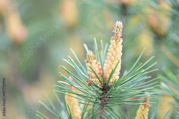 Obraz close up of pine needles