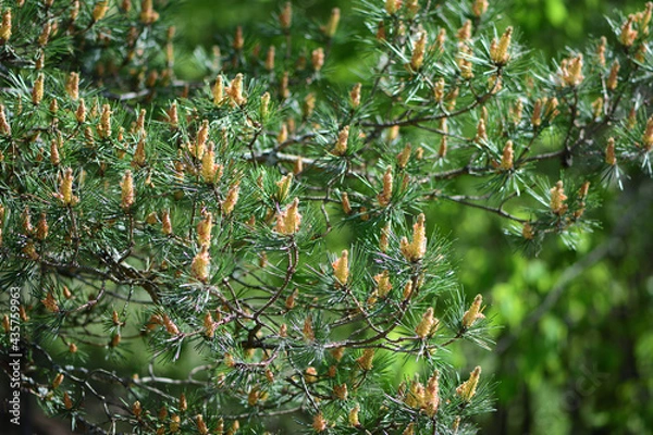 Obraz pine branches with needles in the park