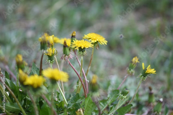 Obraz yellow dandelions in the grass