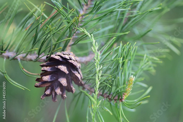 Obraz pine cone on a branch