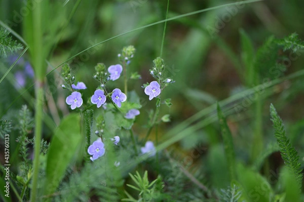 Obraz blue flowers in the grass