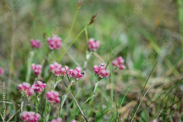 Obraz flowers in the field