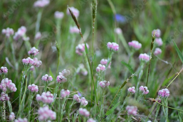 Obraz field of pink flowers