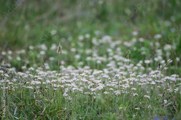 Obraz grass in the morning