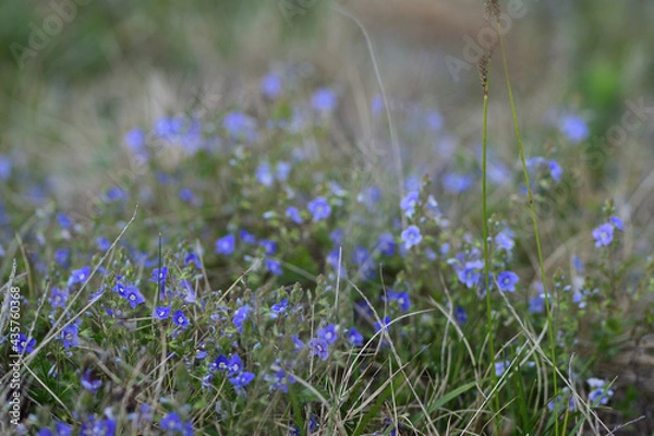 Obraz flowers in the meadow