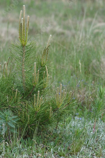 Obraz close up of a pine tree