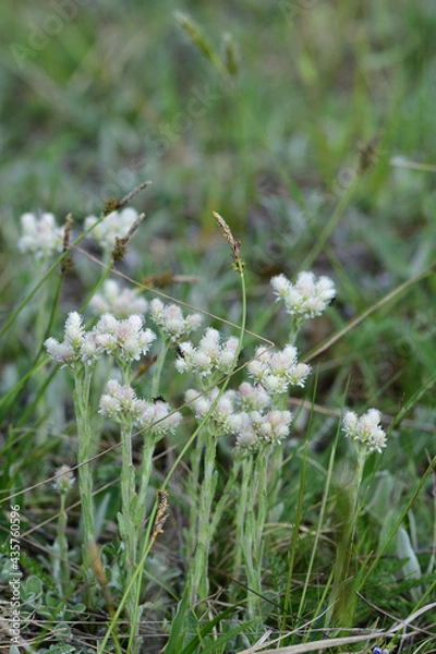Obraz flowers in the meadow