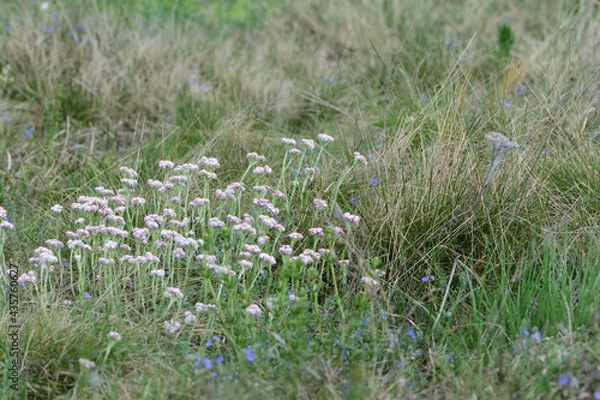 Fototapeta grass and flowers