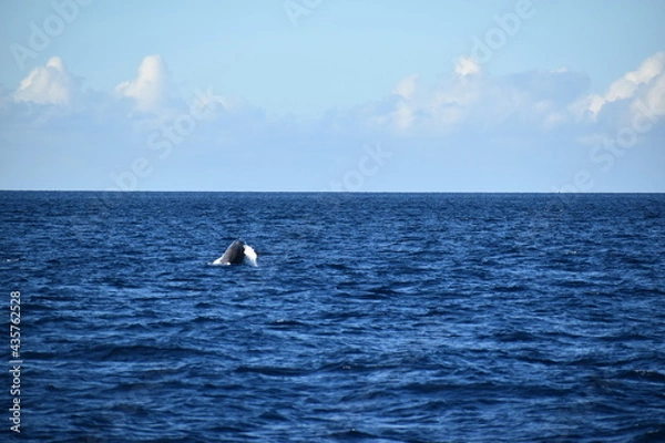 Obraz humpback breaching in ocean