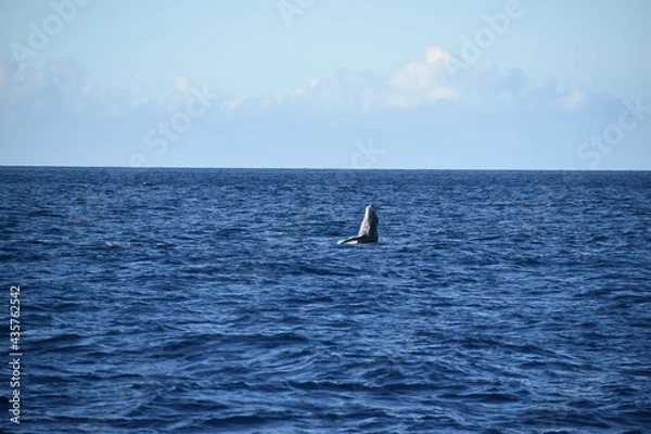 Obraz humpback breaching in ocean