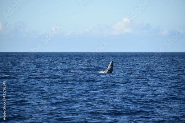 Obraz humpback breaching in ocean