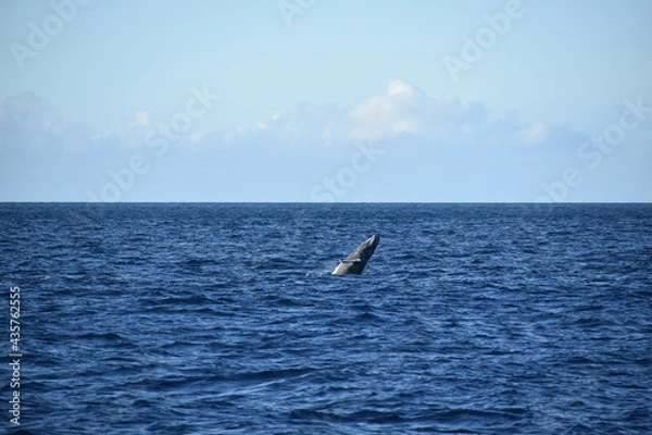 Obraz humpback breaching in ocean