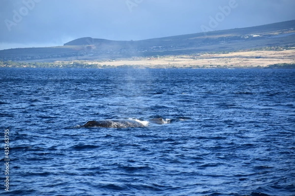Obraz close up humpback breach