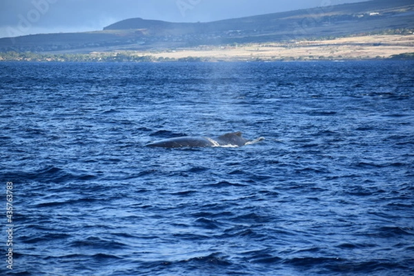 Obraz close up humpback breach