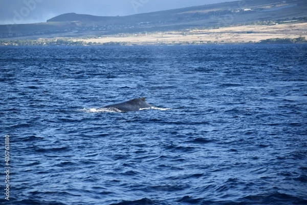Obraz close up humpback breach
