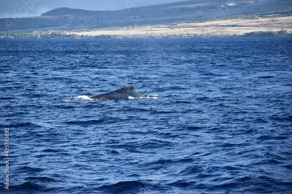Obraz close up humpback breach