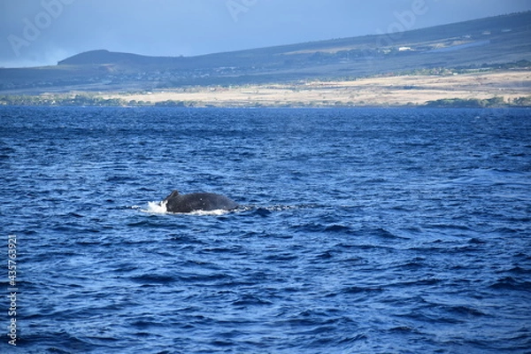 Obraz close up humpback breach