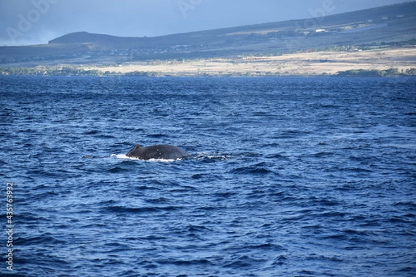 Obraz close up humpback breach