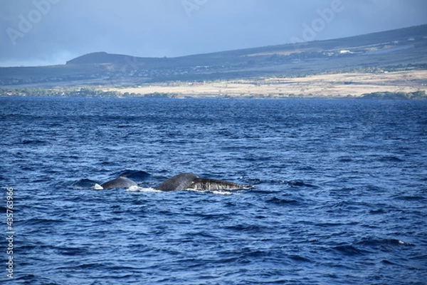 Fototapeta close up humpback breach