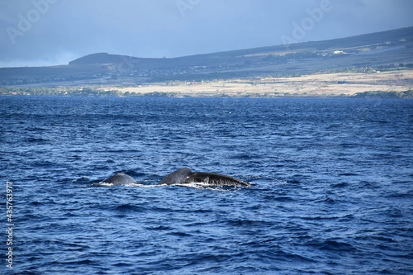 Fototapeta close up humpback breach