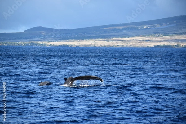 Obraz close up humpback breach