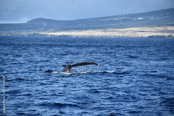 Obraz close up humpback breach