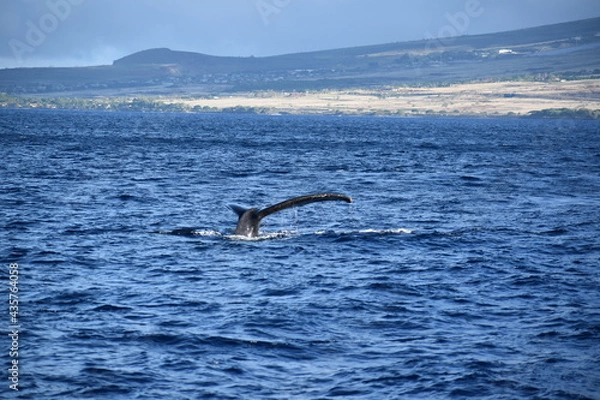 Fototapeta close up humpback breach