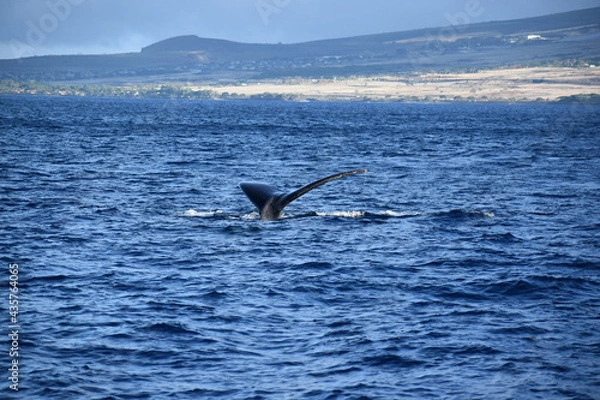 Fototapeta close up humpback breach