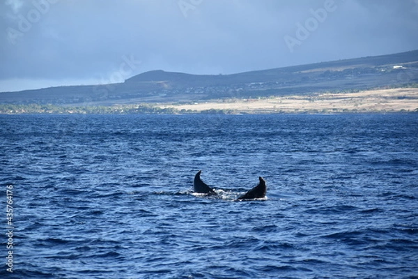 Obraz close up humpback breach
