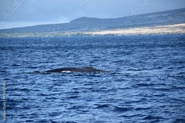 Obraz close up humpback breach