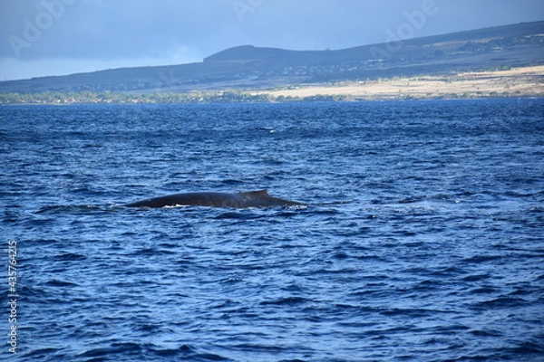 Obraz close up humpback breach