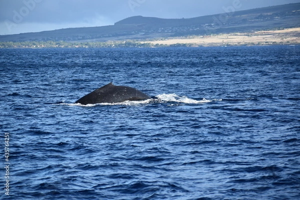 Obraz close up humpback breach