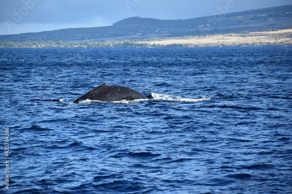 Obraz close up humpback breach