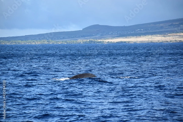 Obraz close up humpback breach