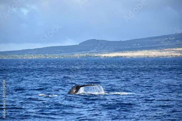 Obraz close up humpback breach