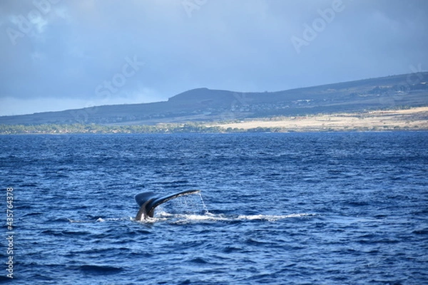 Obraz close up humpback breach