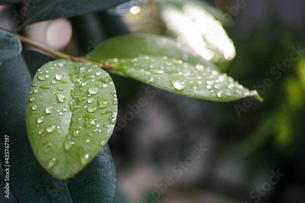Fototapeta 葉と水滴