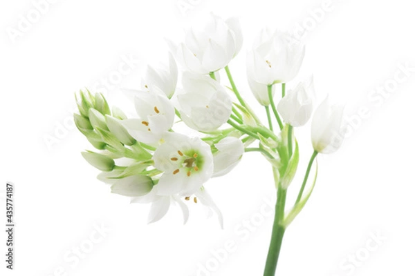 Obraz 白いオーニソガラムの花