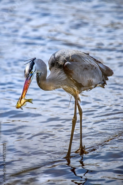 Fototapeta Great Blue Heron in a Chesapeake Bay pond with a fish in its beak